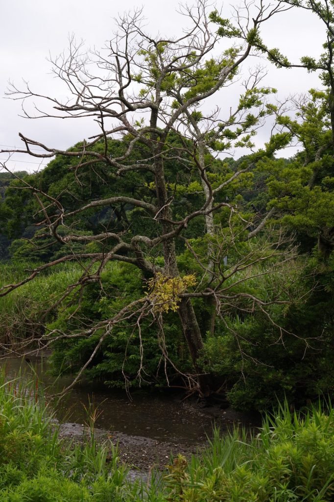Wiry old tree in the wetlands